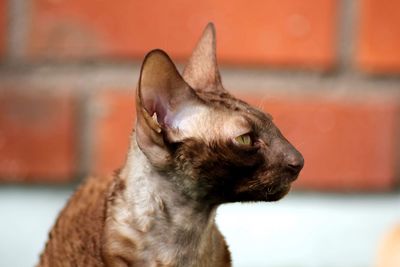 Ina the cornish rex 