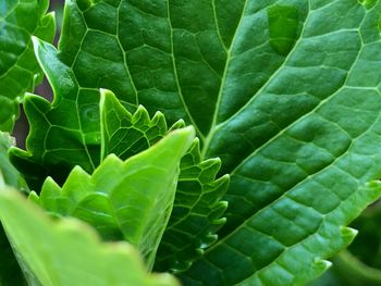 Close-up of green leaves