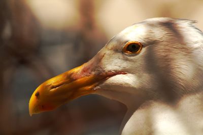 Close-up of a bird