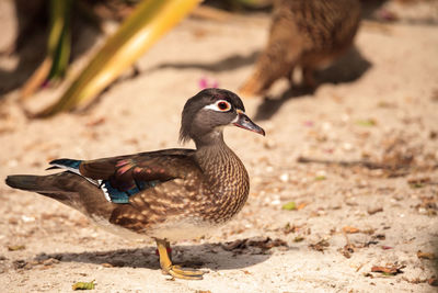 Brown female wood duck aix sponsa in bonita springs, florida