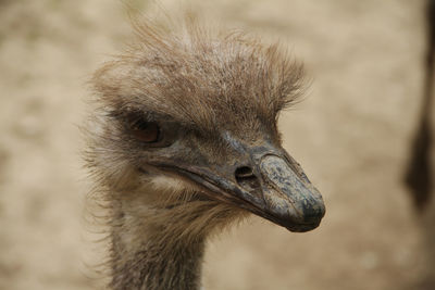 Close-up of a bird