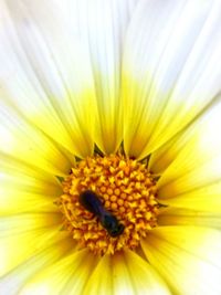 Close-up of yellow flower