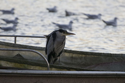 Side view of bird perching on a land