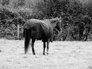 Horse standing on field