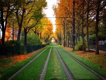 View of trees along road