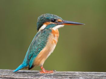 Close-up of bird perching on leaf