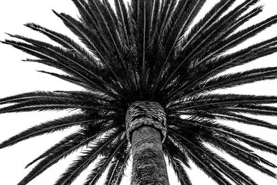 Low angle view of palm tree against sky