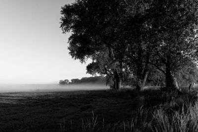 Trees on field against clear sky