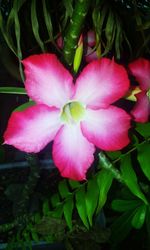 Close-up of pink flower blooming outdoors