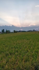 Scenic view of agricultural field against sky during sunset