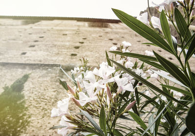 Close-up of white flowering plants on field