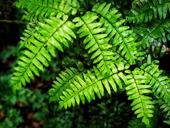 Close-up of green leaves on tree