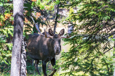 Bull moose walking amidst trees in forest