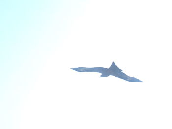 Bird flying over blue sky