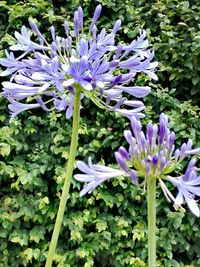 Close-up of purple flowers blooming outdoors