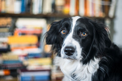 Close-up portrait of border collie against books in library