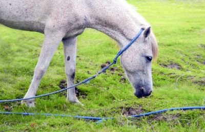 Side view of horse grazing on field