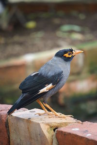 Close-up of bird perching on wood