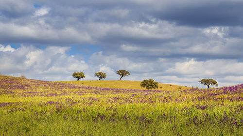 Scenic view of field against cloudy sky