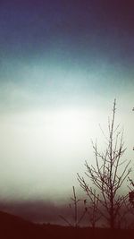 Low angle view of bare trees against sky