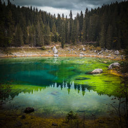 Scenic view of lake in forest