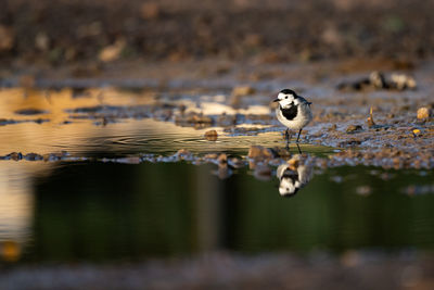 Wagtail hunting in a puddle...