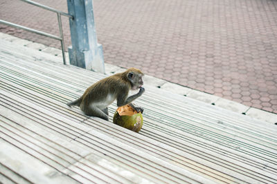 High angle view of squirrel eating food