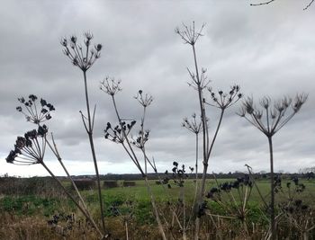Scenic view of grassy field against sky
