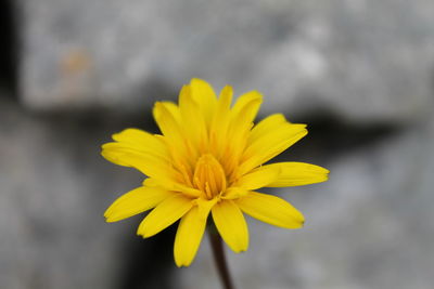 Close-up of yellow flower blooming outdoors