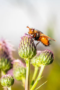 Close-up of bee pollinating on flower