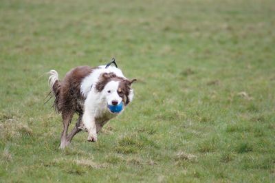 Dog running on grassy field