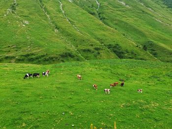 Cows grazing in a field