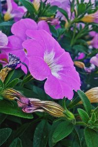 Close-up of pink flowers