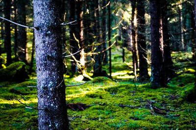 View of tree trunk in forest