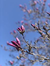 Close-up of pink flower buds on branch