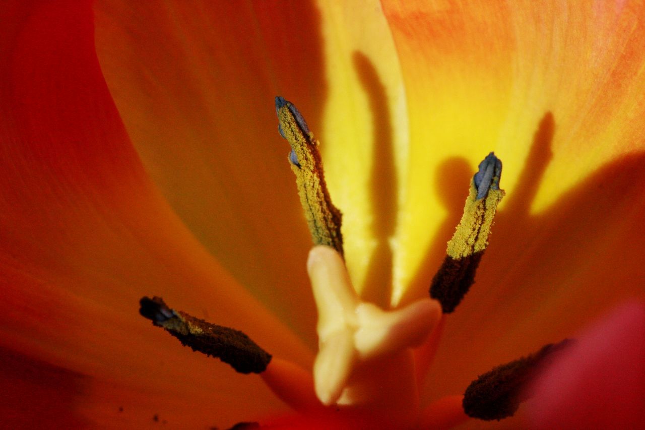 yellow, flower, macro photography, red, flowering plant, close-up, plant, beauty in nature, freshness, fragility, plant stem, petal, growth, flower head, nature, inflorescence, pollen, no people, stamen, lily, orange color, tulip, leaf, botany, blossom