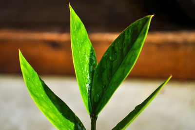 Close-up of wet plant