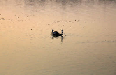 High angle view of duck swimming on lake