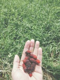 Midsection of person holding fruits