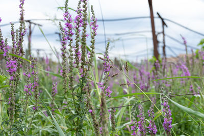 Close-up of pink flowering plants on field