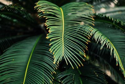 Close-up of palm tree leaves