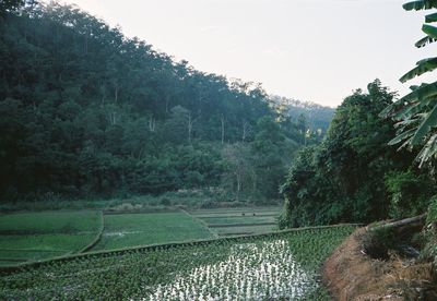 Scenic view of trees on field against sky