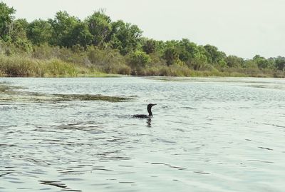 Birds in lake against sky