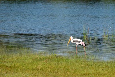 View of bird on lake