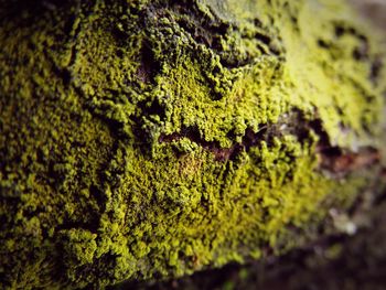 Full frame shot of tree