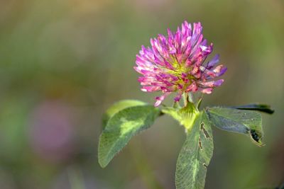 Close-up of pink flowering plant