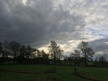 Trees on field against sky