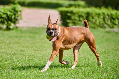 Dog running on field