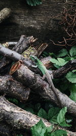 High angle view of tree trunk in forest