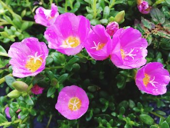 Close-up of pink flowers blooming outdoors